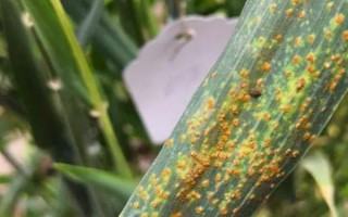 轮选103小麦品种简介，平均生育期为242天