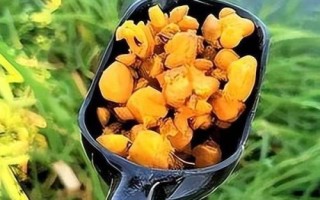 用干玉米打窝的效果,对鱼儿的吸引力并不强