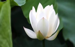 莲花的开放季节，大多为6-9月份