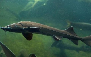 鲟鱼属于淡水鱼还是海鱼，应视情况而定