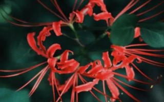 彼岸花简介,野生品种生长于阴森潮湿地