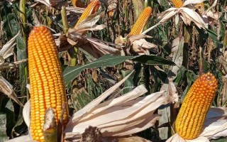 美德001玉米种简介，夏播生育期102天