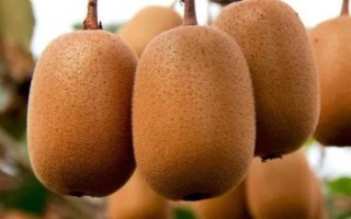 猕猴桃的种类,属于浆果类