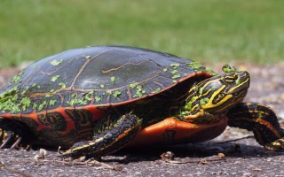 乌龟常见疾病的防治方法，常见的有白眼病、肠胃病、肺炎等