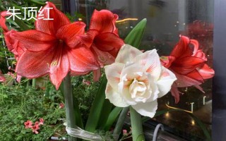 黑暗之花有哪些,常见彼岸花、双生花、黑百合等品种
