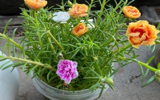 太阳花水培可以活多久，太阳花可以水培一年以上