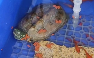 乌龟是不是每天都要喂食，幼龟每天都要喂一次