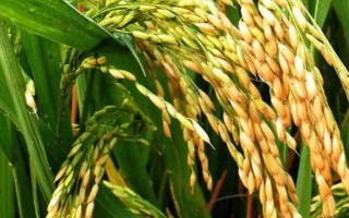 奥富优287水稻品种简介,每亩有效穗数12.7万穗