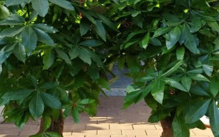 发财树为什么会落叶，过度浇水、缺光、缺肥等因素均会造成