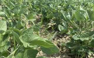 华皖266玉米种子特点，中等肥力以上地块栽培