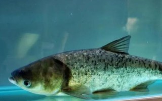 花鲢的养殖技术，放养前应施加有机肥料以培养