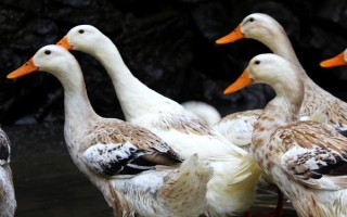 鸭子喜欢在笼子里生活吗,鸭子喜欢在水里活动而不是在笼子里生活