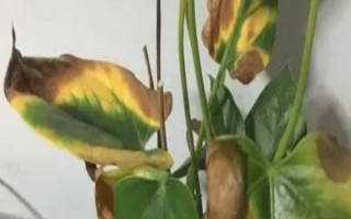 红掌叶子发黄的原因和处理方法,可能是浇水过多或缺少养分所致