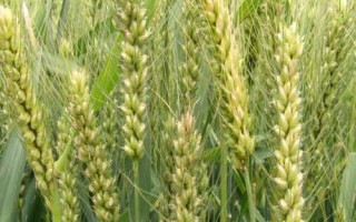华伟306小麦种子介绍,属偏春性品种