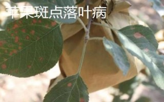 苹果树的常见病害及特征,主要病因包括干旱和冻害