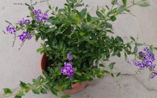 金露花的耐寒温度，可耐寒零度