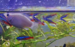 玛丽鱼和灯科鱼可以混养吗，防止和大型鱼类混在一起