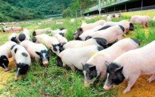 养10只香猪的年利润,减去成本后一年可获利2万元左右