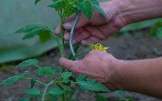 番茄怎样打枝才能多结果,可以进行单干打枝