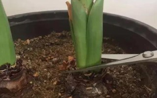 水培风信子开花后如何处理，剪除残花枯叶并消毒、将种球放置一段时间再重新栽培