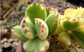 熊童子叶子发黄怎么处理，要适当控水并保证光照