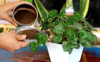 仙客来花落后如何处理，要对其进行修剪