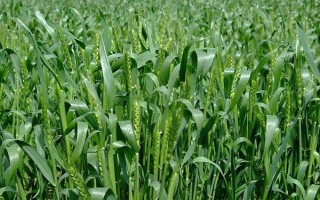 中麦895小麦种子特征特性，肥力偏低的试点成穗数少