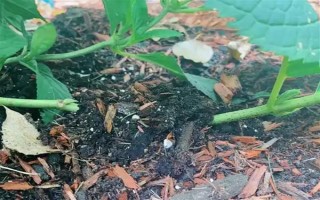 绣球花怎么繁殖，可分株也可压条繁殖