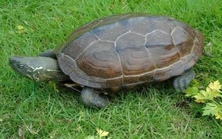 乌龟的细菌会不会传染给人类，人工养殖的乌龟一般不会感染人体