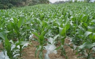 兴隆118玉米种子介绍，苗肥每亩施尿素8公斤