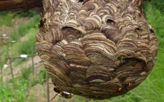 葫芦蜂冬天是否会死亡，除了已经交尾的蜂王以外均会死亡