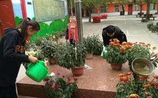 菊花脱叶黄叶怎么办,要做好浇水、喷施叶面肥等工作