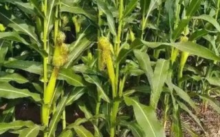 金镶玉319玉米种子特征特性,防治玉米螟虫