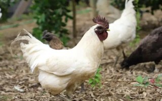 一个平方散养多少只鸡，0-4周龄能养10-15只/平方米