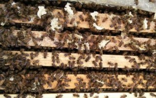 养蜜蜂怎么防止壁虎，最有效的办法是发展强群