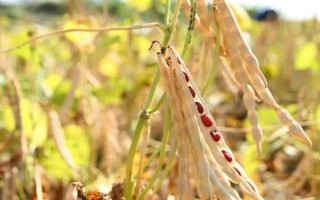 种植红豆的时间和方法，一般为每年5-6月份