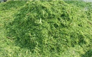 小猪有泪斑的处理方法,可以改善体质及少用抗生素