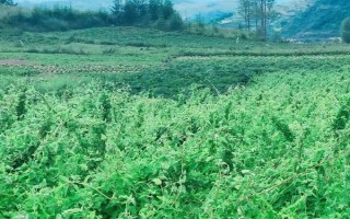 冬季种植中药材如何防冻害，尽可能要使植株的根系在土壤中的深度加深