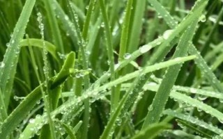 韭菜的种植方法，可有性繁殖也可以无性繁殖