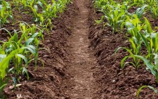 甜糯302（试验名称：甜糯302）玉米品种的特性，为适宜播种期