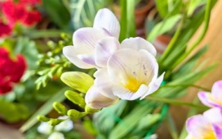 香雪兰的花语，寓意纯洁、幸福等