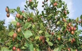 几月适合种油茶树,秋栽为宜
