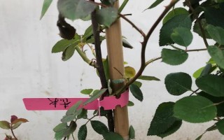 蔷薇打蔫卷叶子的原因，可能是浇水不当或光照不足所致