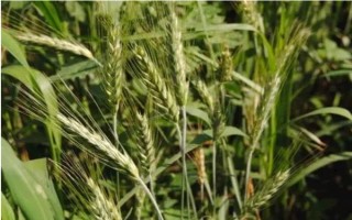 乐土轮选103小麦品种简介，该品种为冬性中熟品种