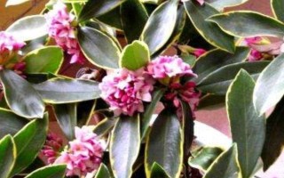 金边瑞香的开放次数，每年只开一次花