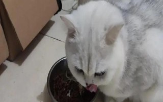 猫咪得了异食癖怎么办，要及时给猫咪补充微量元素
