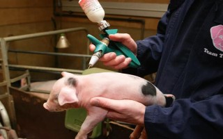 猪用林可霉素加头孢能治疗哪种病,猪咳嗽时不清楚发病原因便可使用
