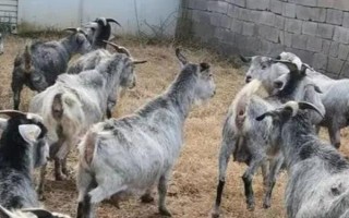 一胎六七只的山羊品种,有青山羊