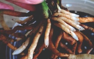 用多菌灵泡根要多久,浸泡1-2分钟为佳