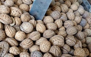 东北桃核的下树时间，一般为9月份左右